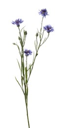 Photo of Twig with beautiful cornflowers on white background