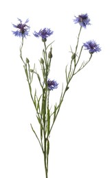 Photo of Twig with beautiful cornflowers on white background