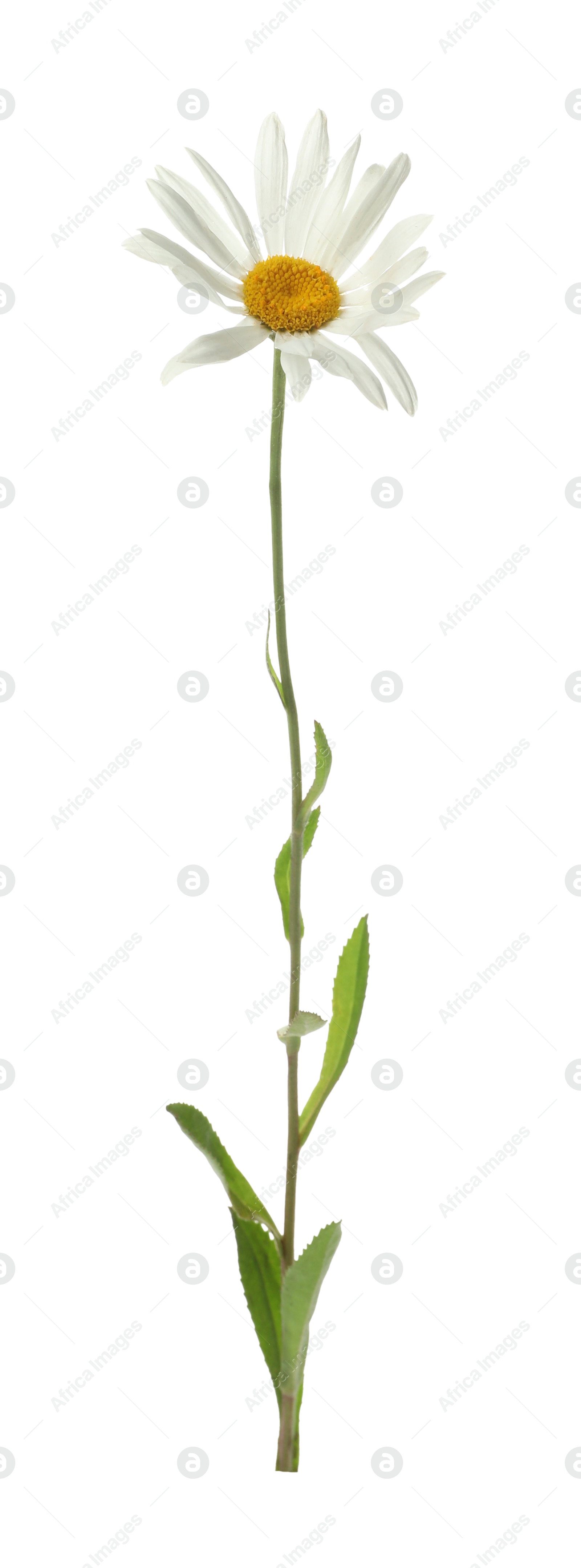 Photo of One beautiful chamomile flower on white background