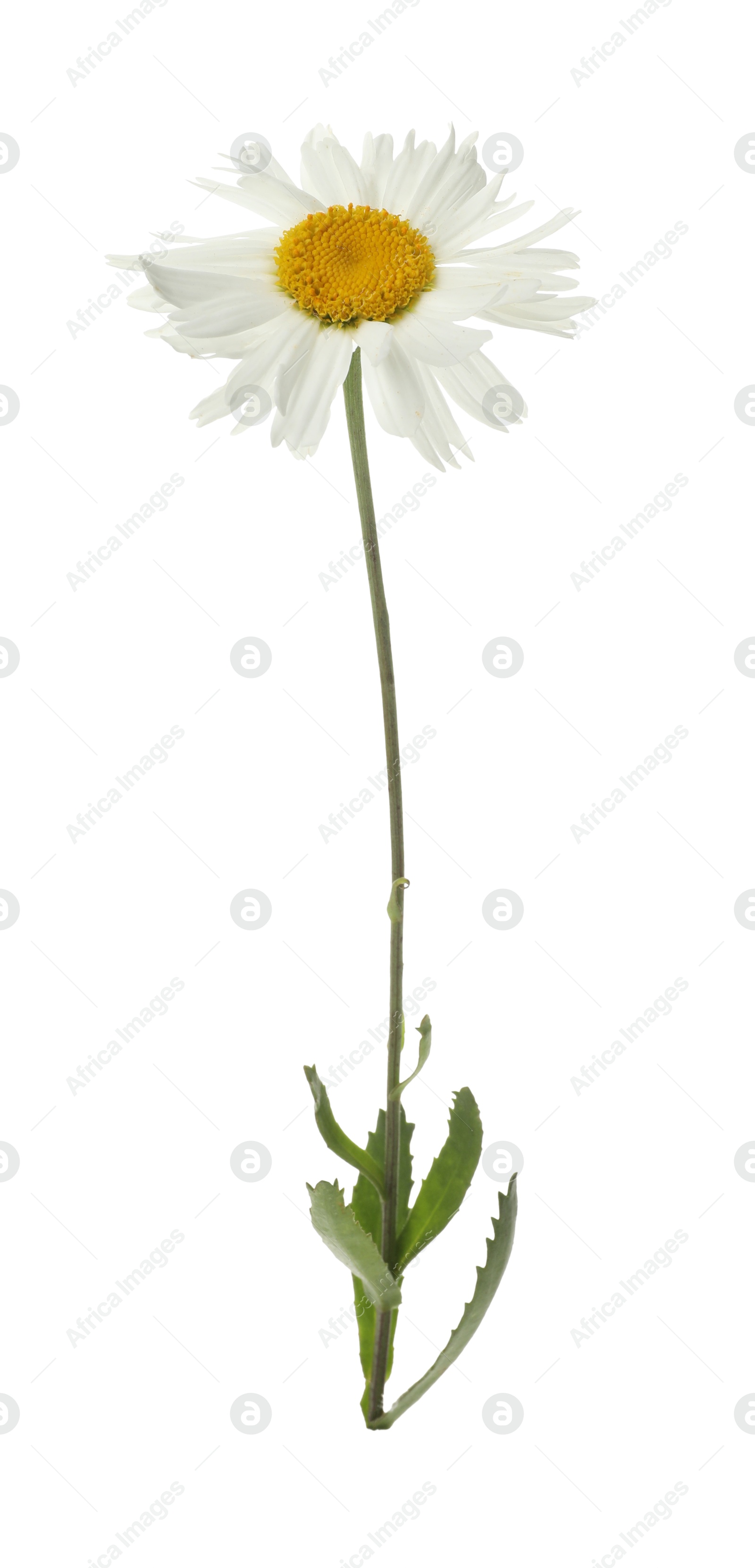 Photo of One beautiful chamomile flower on white background