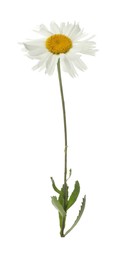 Photo of One beautiful chamomile flower on white background