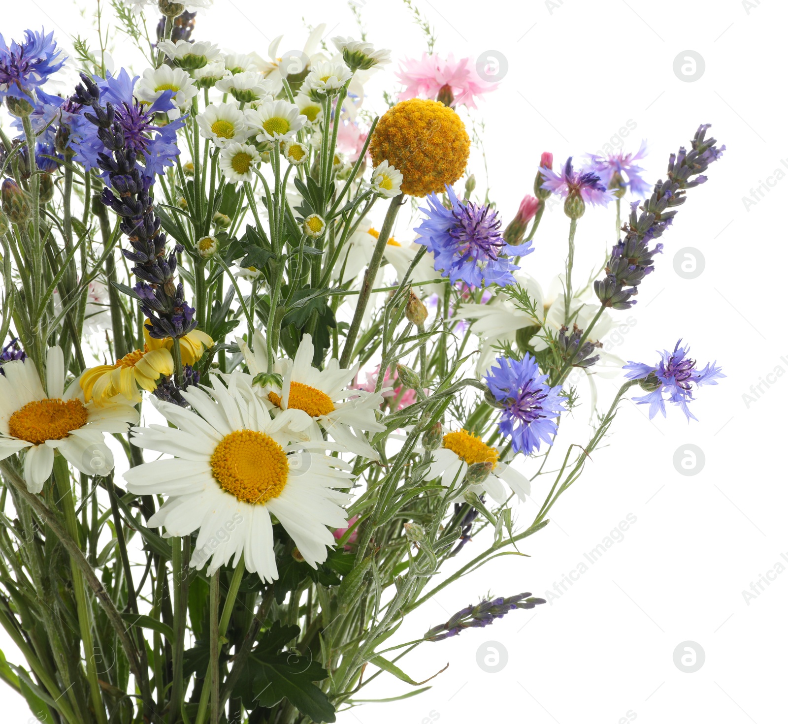 Photo of Bouquet of beautiful wildflowers isolated on white