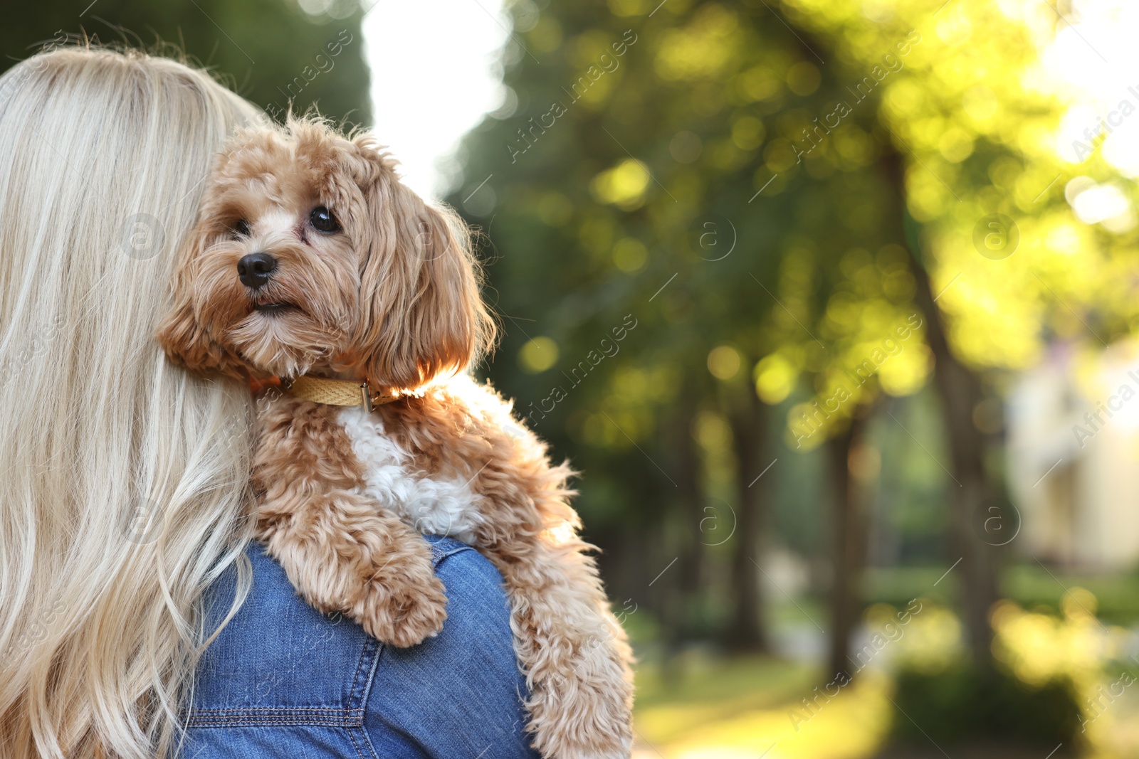 Photo of Woman with cute dog in park, back view. Space for text