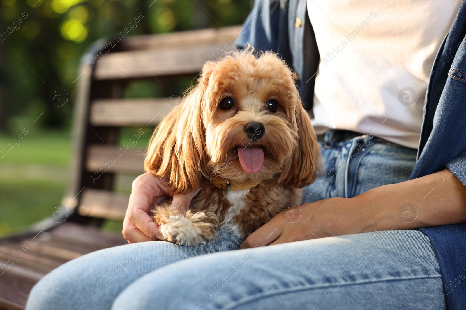 Photo of Woman with cute dog on bench in park, closeup