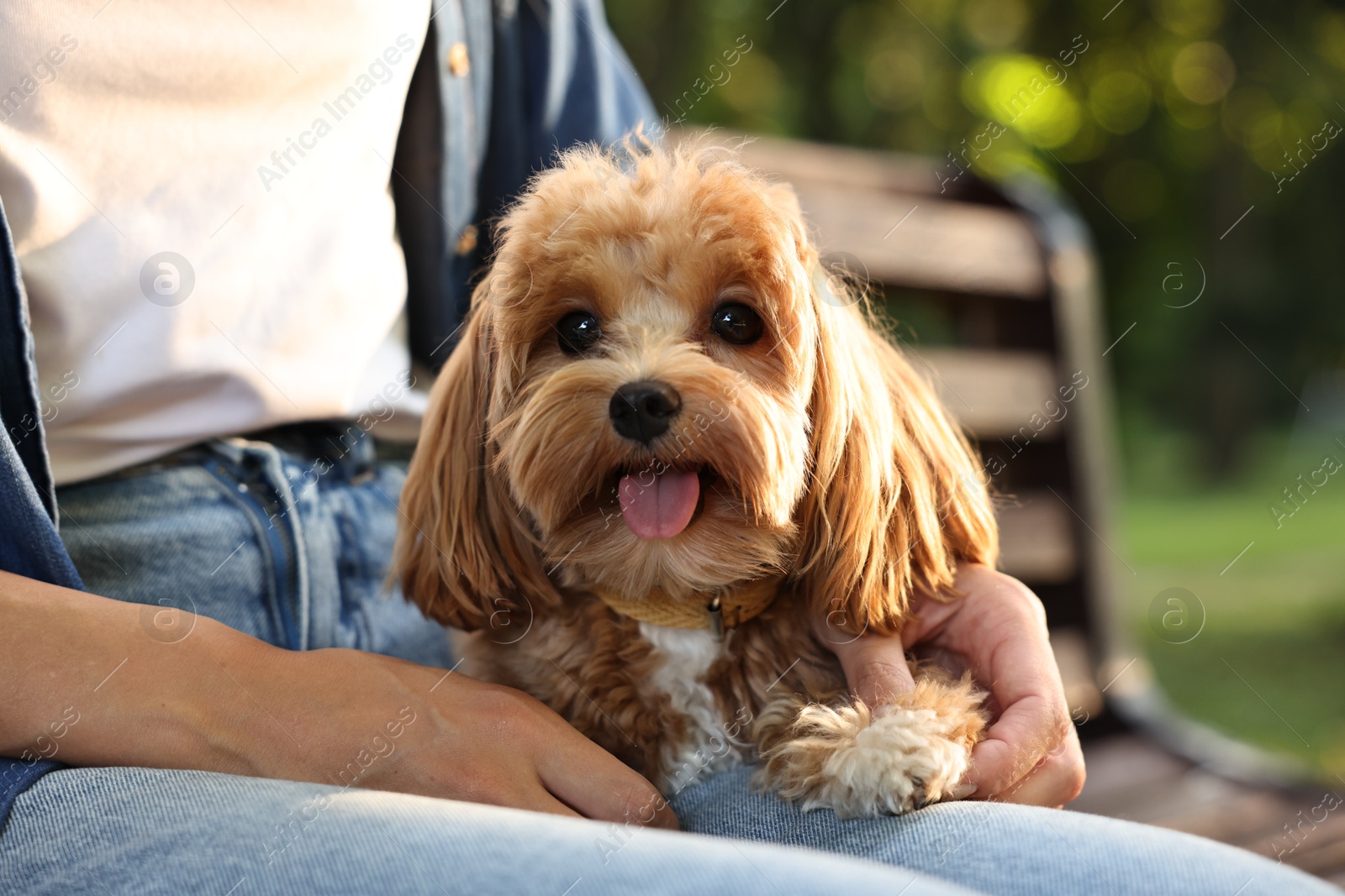 Photo of Woman with cute dog on bench in park, closeup