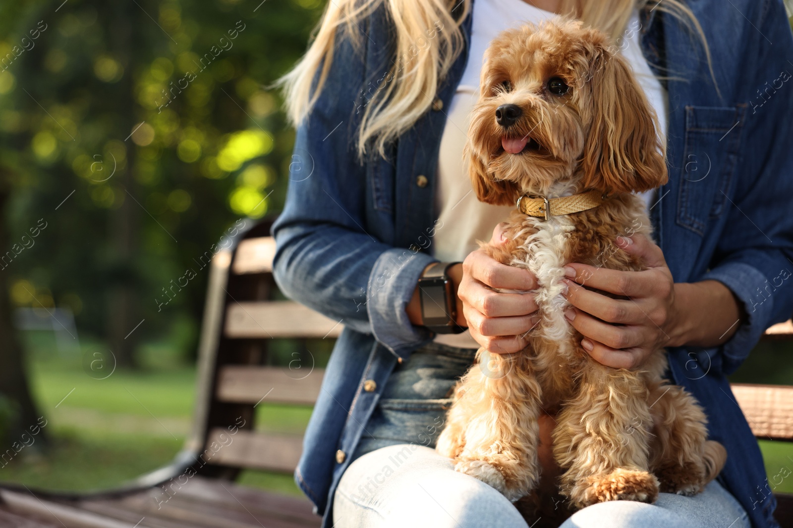 Photo of Woman with cute dog on bench in park, closeup