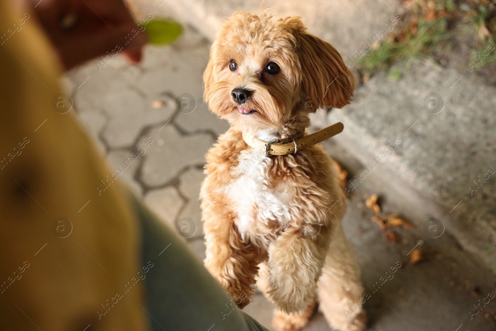 Photo of Woman walking with cute funny dog outdoors