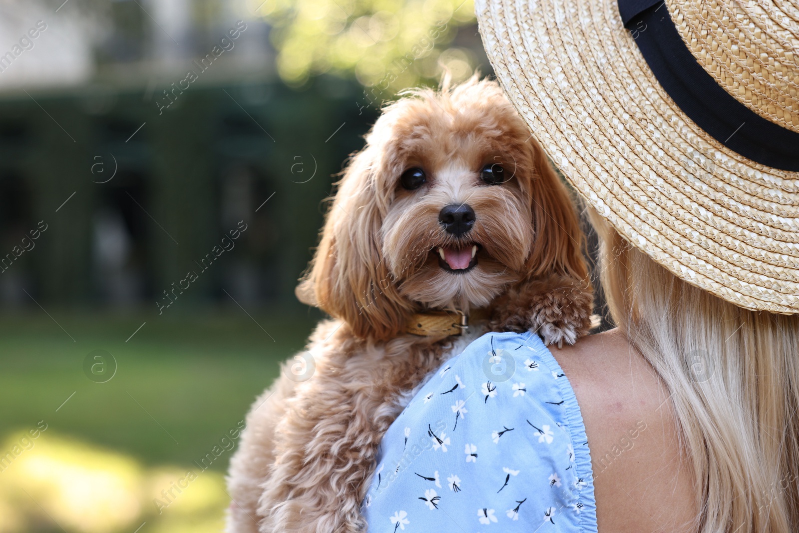 Photo of Woman with cute dog in park, back view