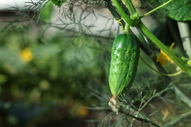 Photo of Young cucumber with leaves growing in garden, closeup. Space for text