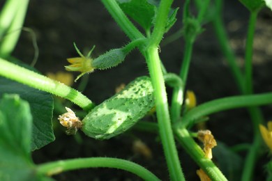 Young cucumber with leaves and yellow flowers growing outdoors, closeup