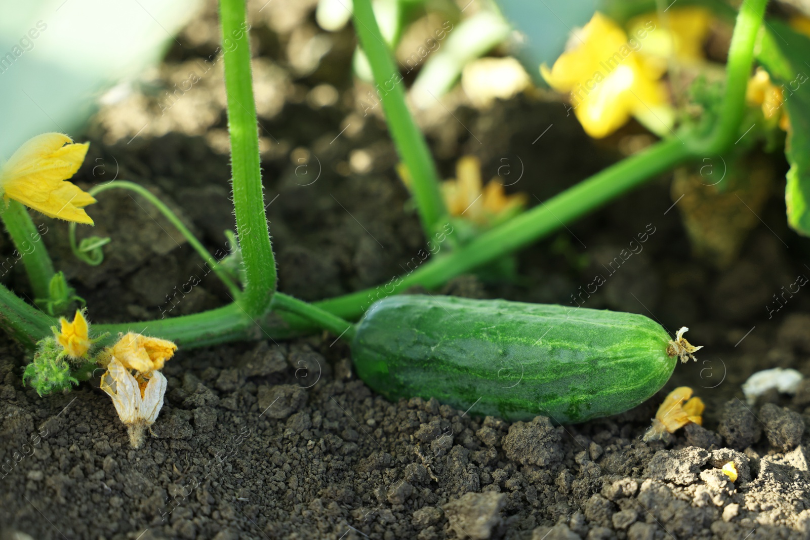 Photo of Young cucumber with leaves and yellow flowers growing outdoors, closeup