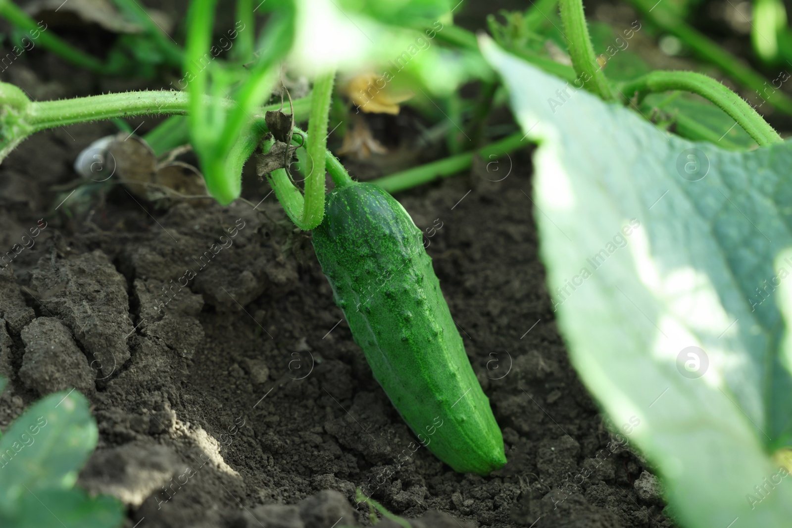 Photo of Young cucumber with leaves growing outdoors, closeup