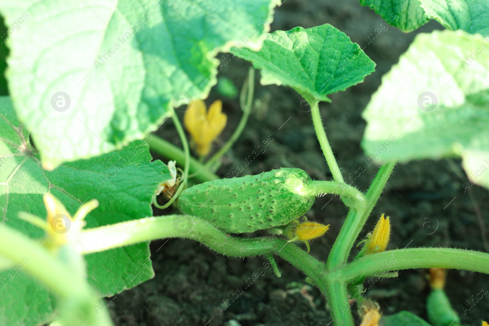 Photo of Young cucumber with leaves growing outdoors, closeup