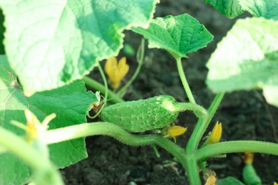 Young cucumber with leaves growing outdoors, closeup