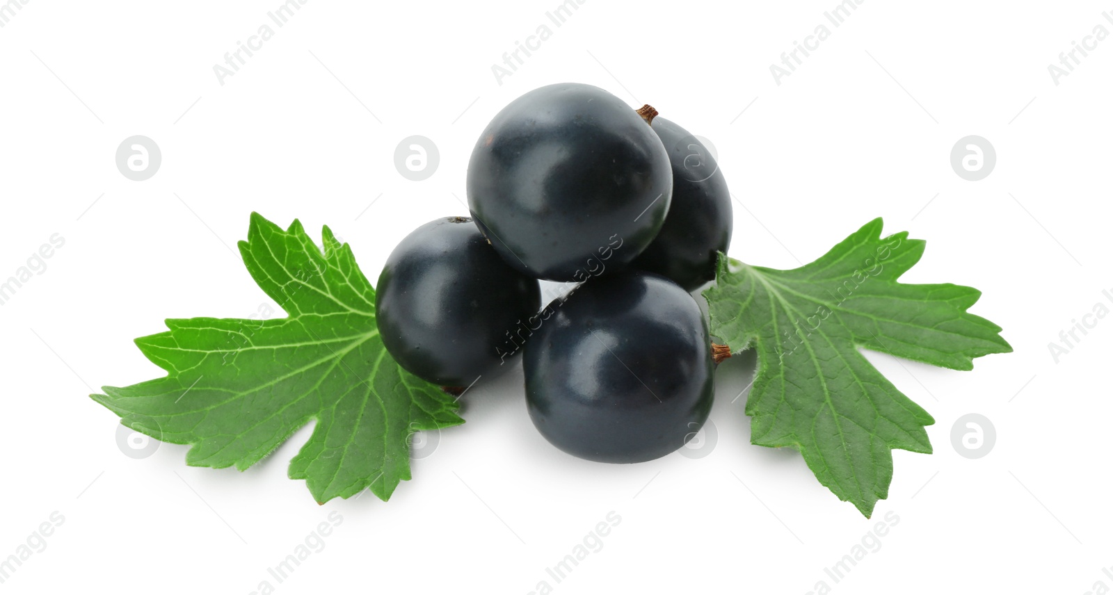 Photo of Ripe blackcurrants and green leaves isolated on white