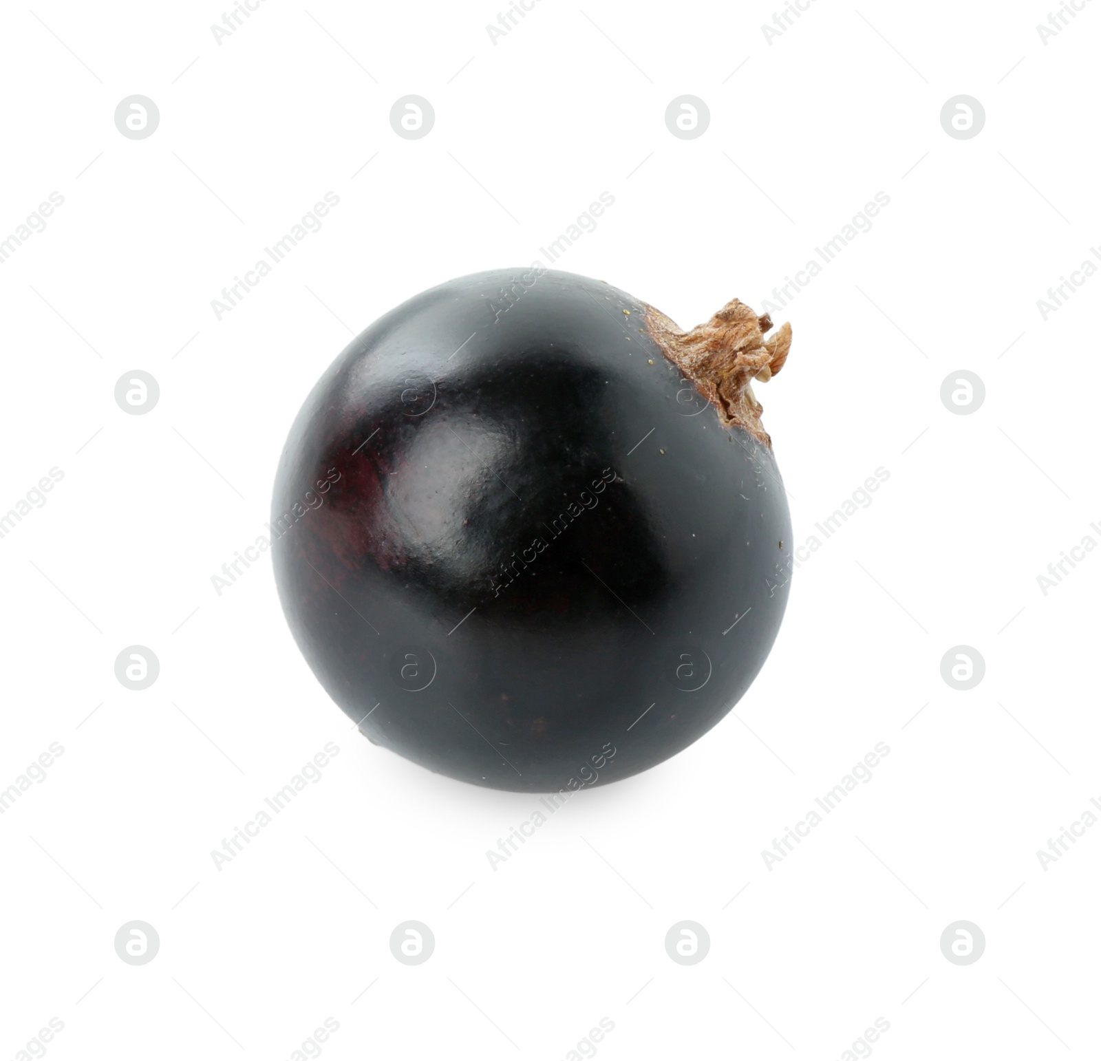 Photo of One black currant berry isolated on white