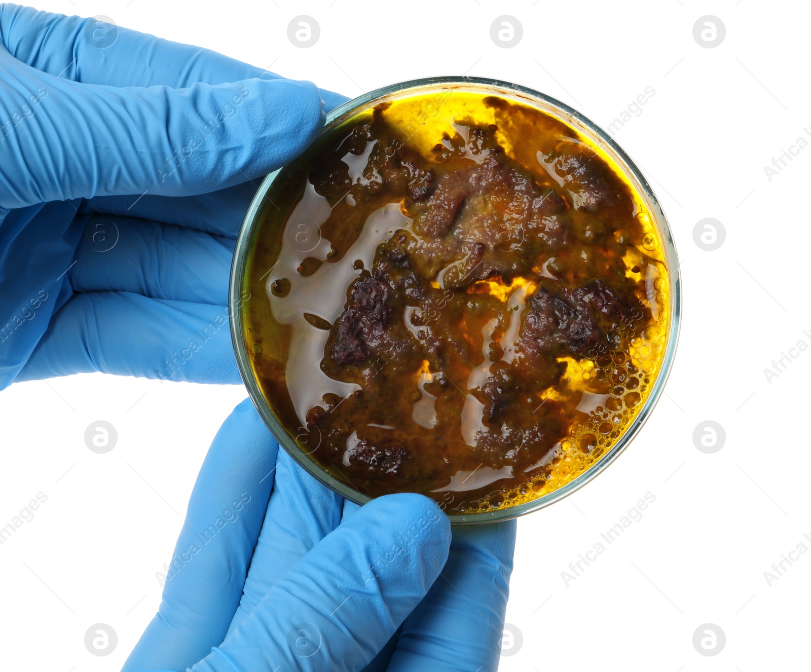 Photo of Laboratory worker holding petri dish with bacteria on white background, closeup