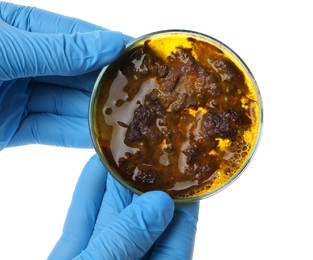 Laboratory worker holding petri dish with bacteria on white background, closeup