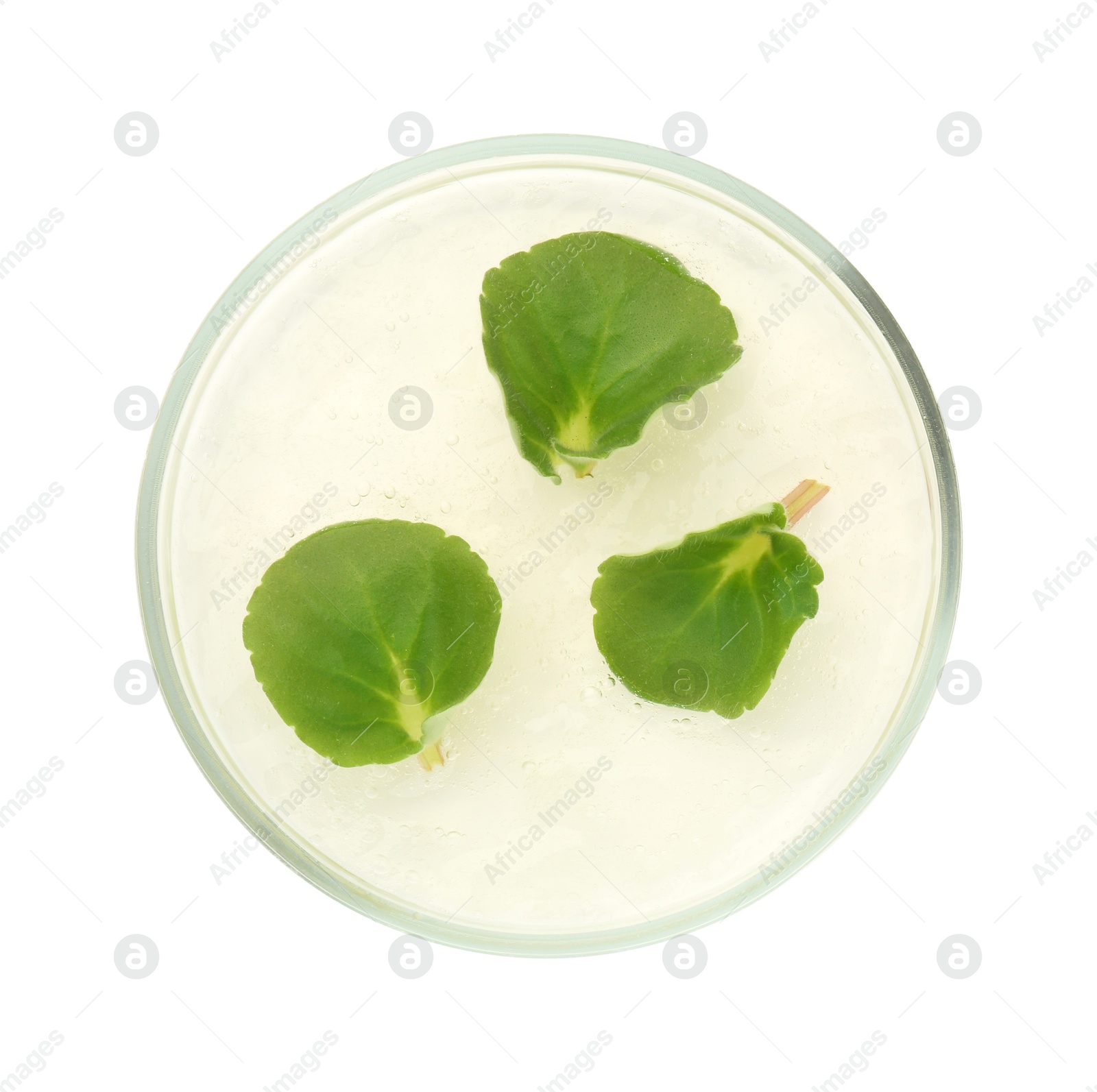 Photo of Petri dish with fresh leaves isolated on white, top view