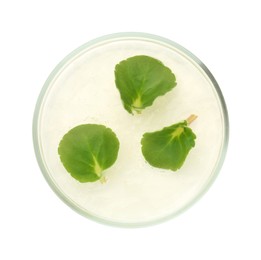 Photo of Petri dish with fresh leaves isolated on white, top view