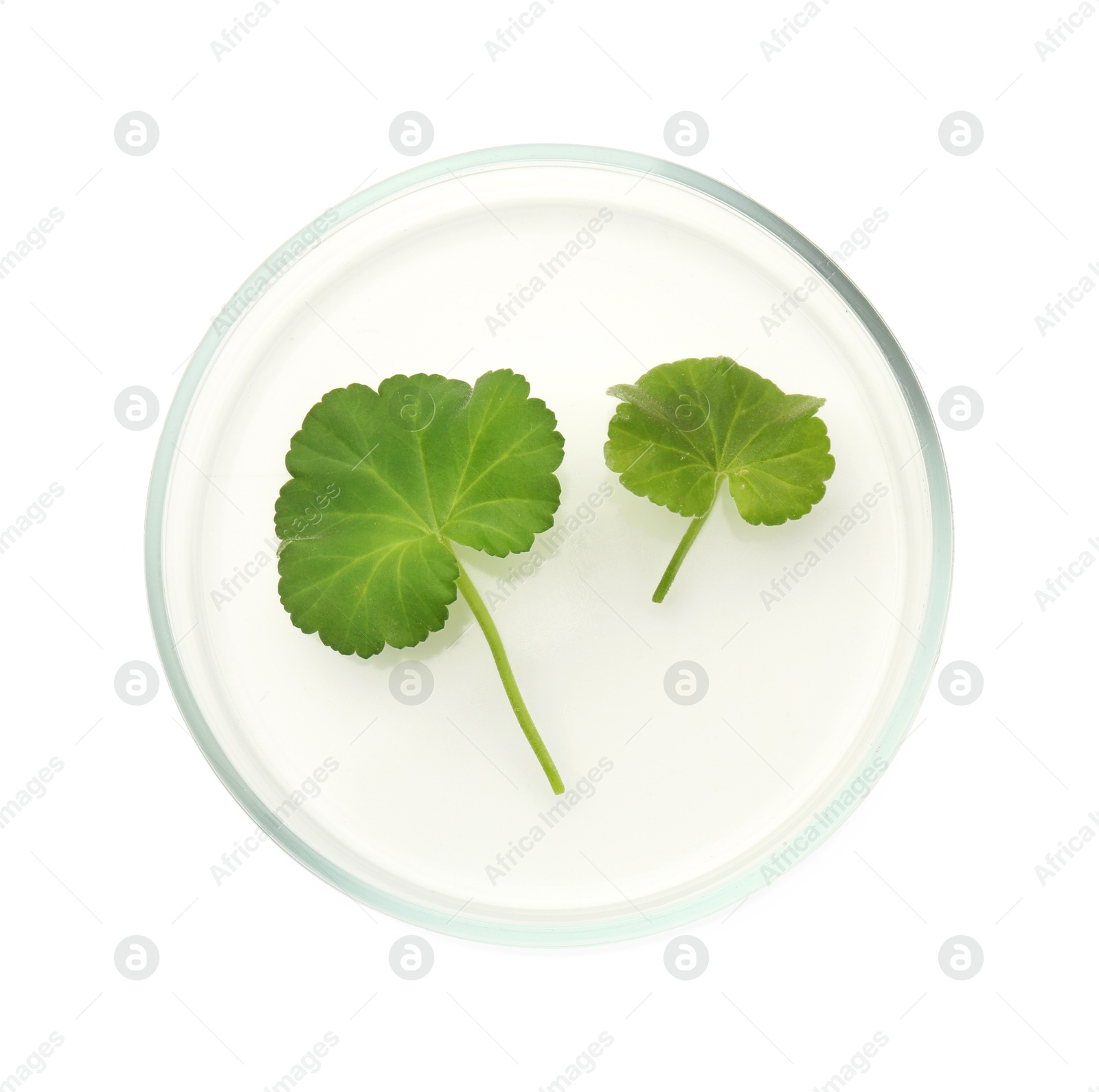 Photo of Petri dish with fresh leaves isolated on white, top view