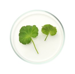 Photo of Petri dish with fresh leaves isolated on white, top view