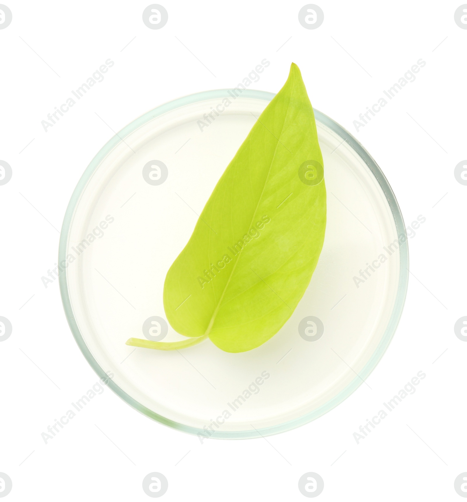 Photo of Petri dish with fresh leaf isolated on white, top view