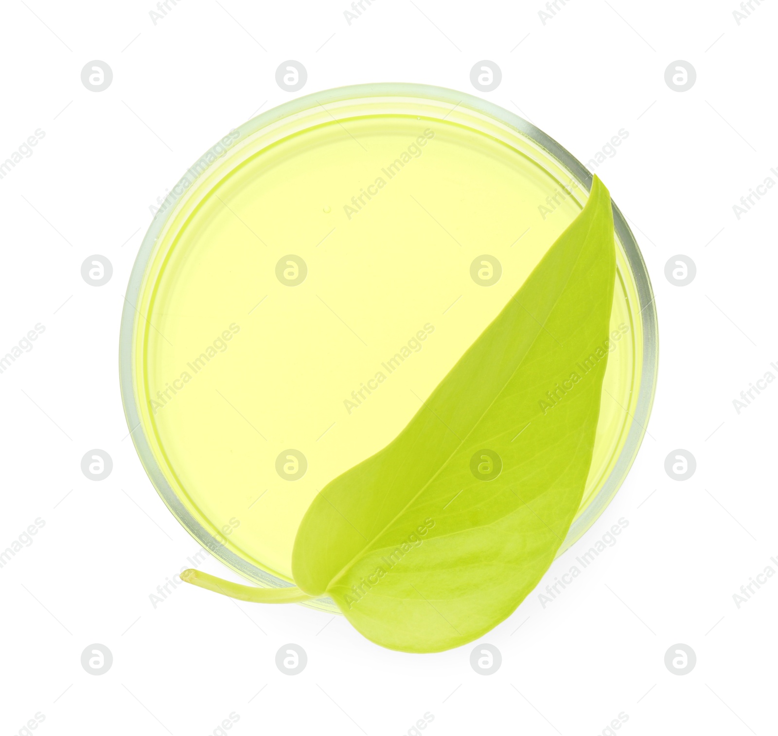 Photo of Petri dish with fresh leaf and gel isolated on white, top view