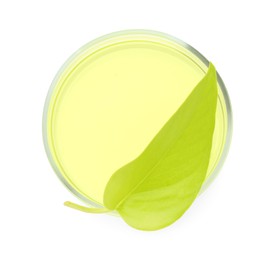 Photo of Petri dish with fresh leaf and gel isolated on white, top view