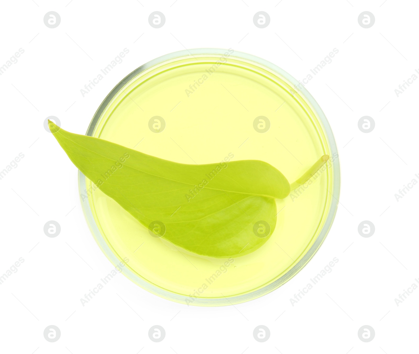 Photo of Petri dish with fresh leaf and gel isolated on white, top view