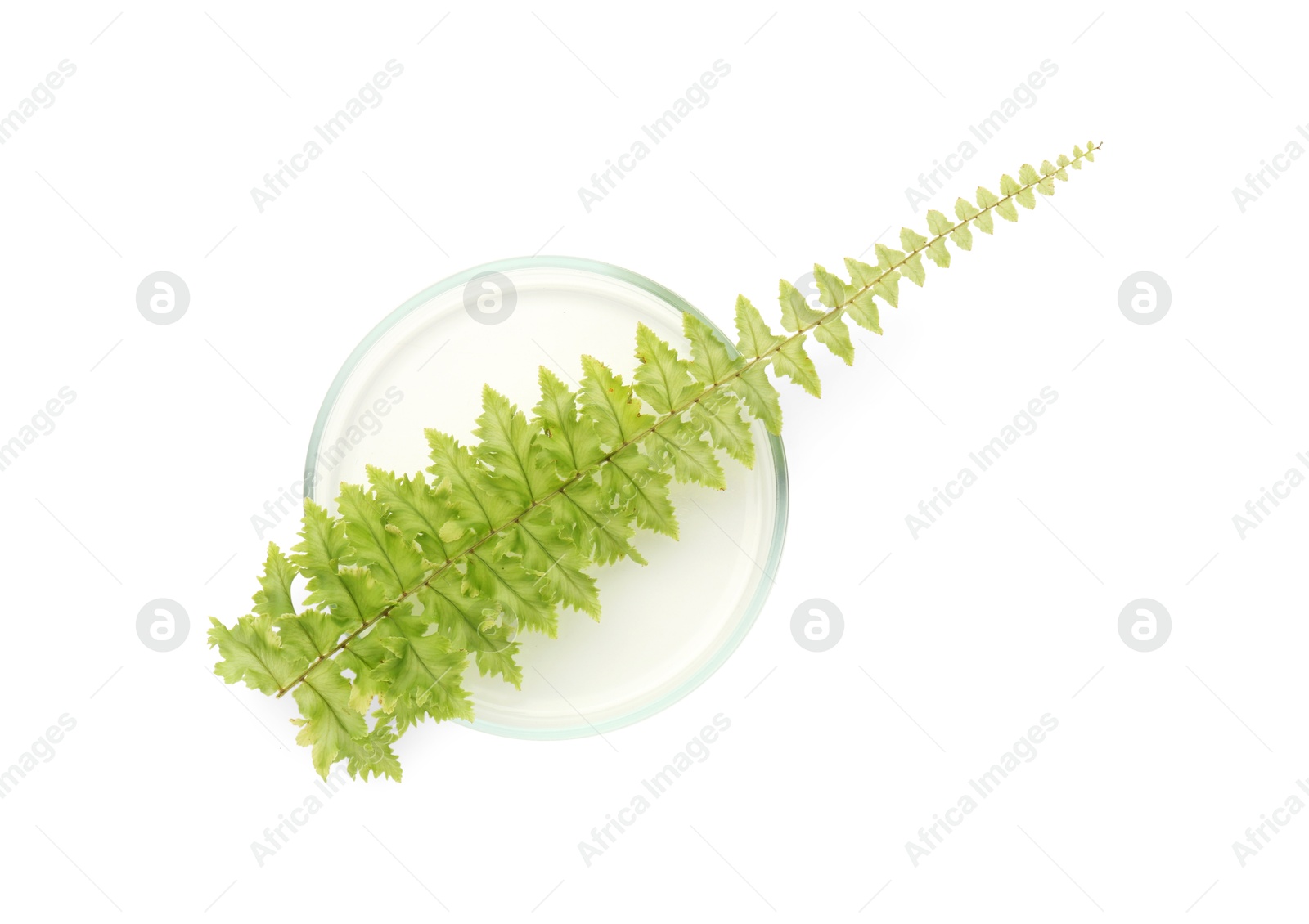 Photo of Petri dish with fresh fern leaf isolated on white, top view