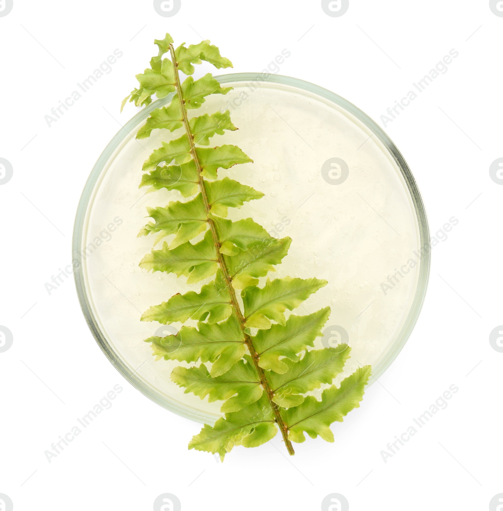 Photo of Petri dish with fresh fern leaf isolated on white, top view