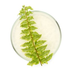 Photo of Petri dish with fresh fern leaf isolated on white, top view