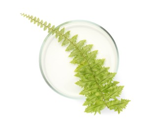 Photo of Petri dish with fresh fern leaf isolated on white, top view