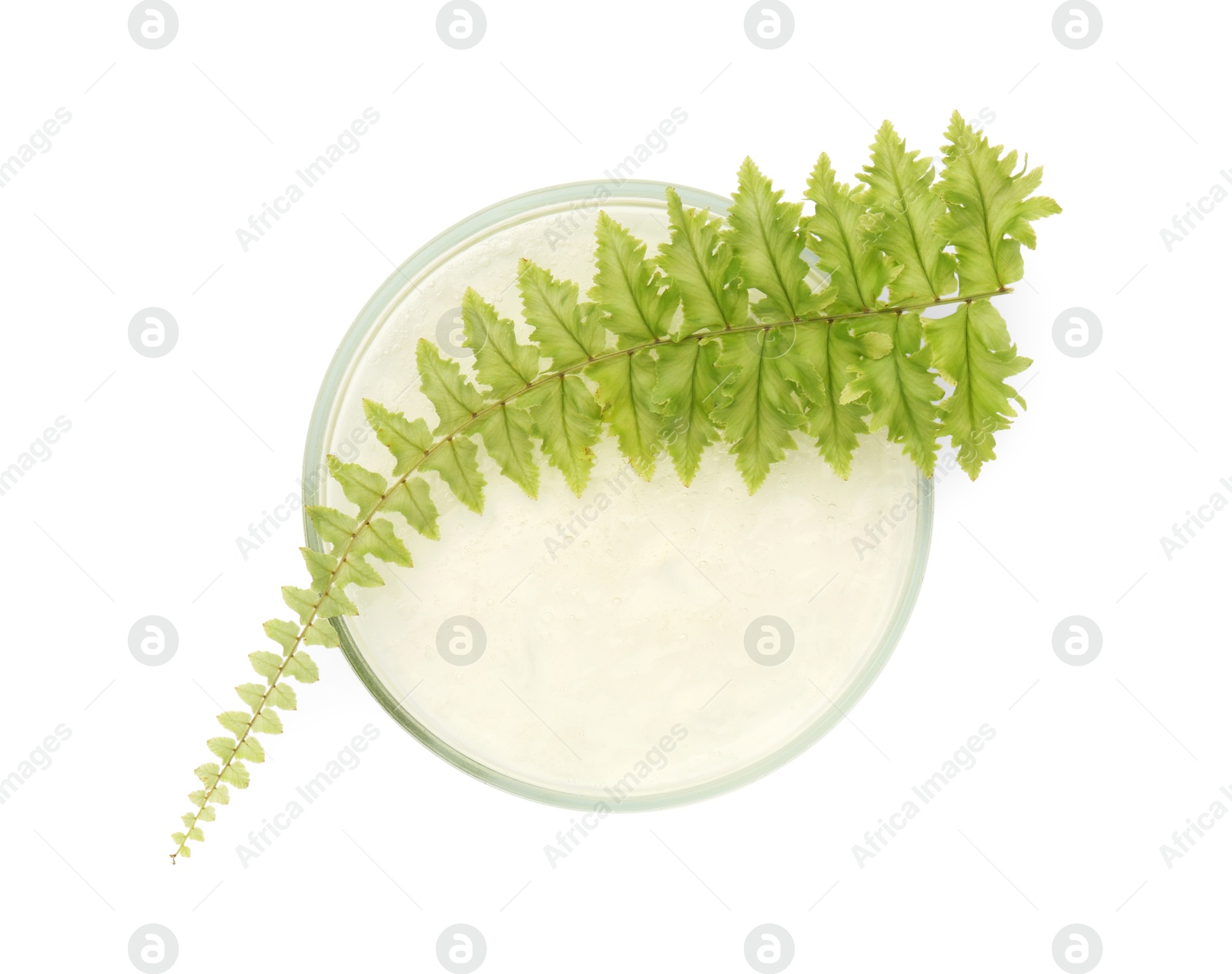 Photo of Petri dish with fresh fern leaf isolated on white, top view