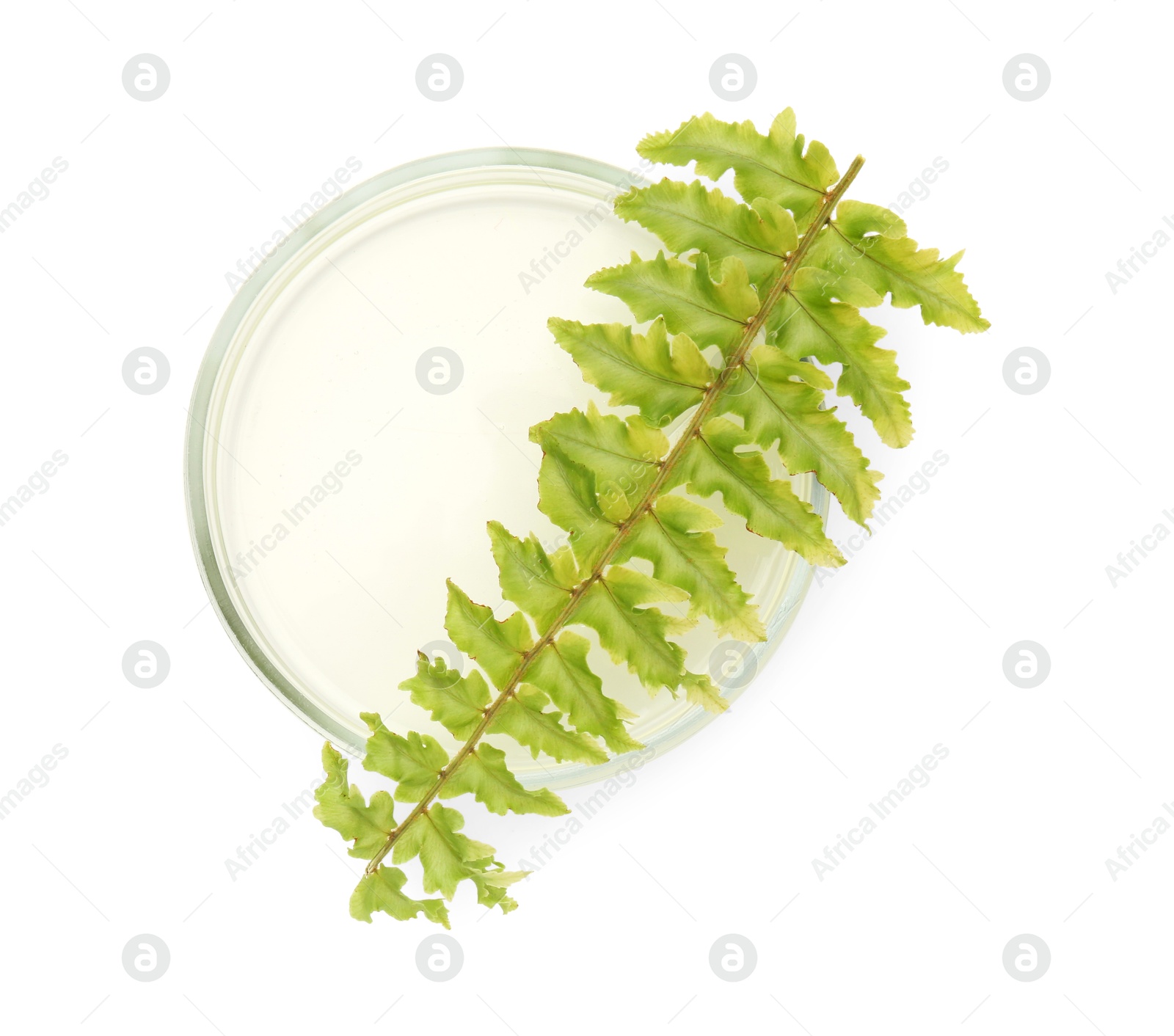 Photo of Petri dish with fresh fern leaf isolated on white, top view