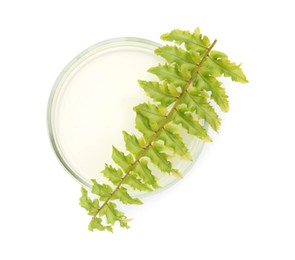 Photo of Petri dish with fresh fern leaf isolated on white, top view