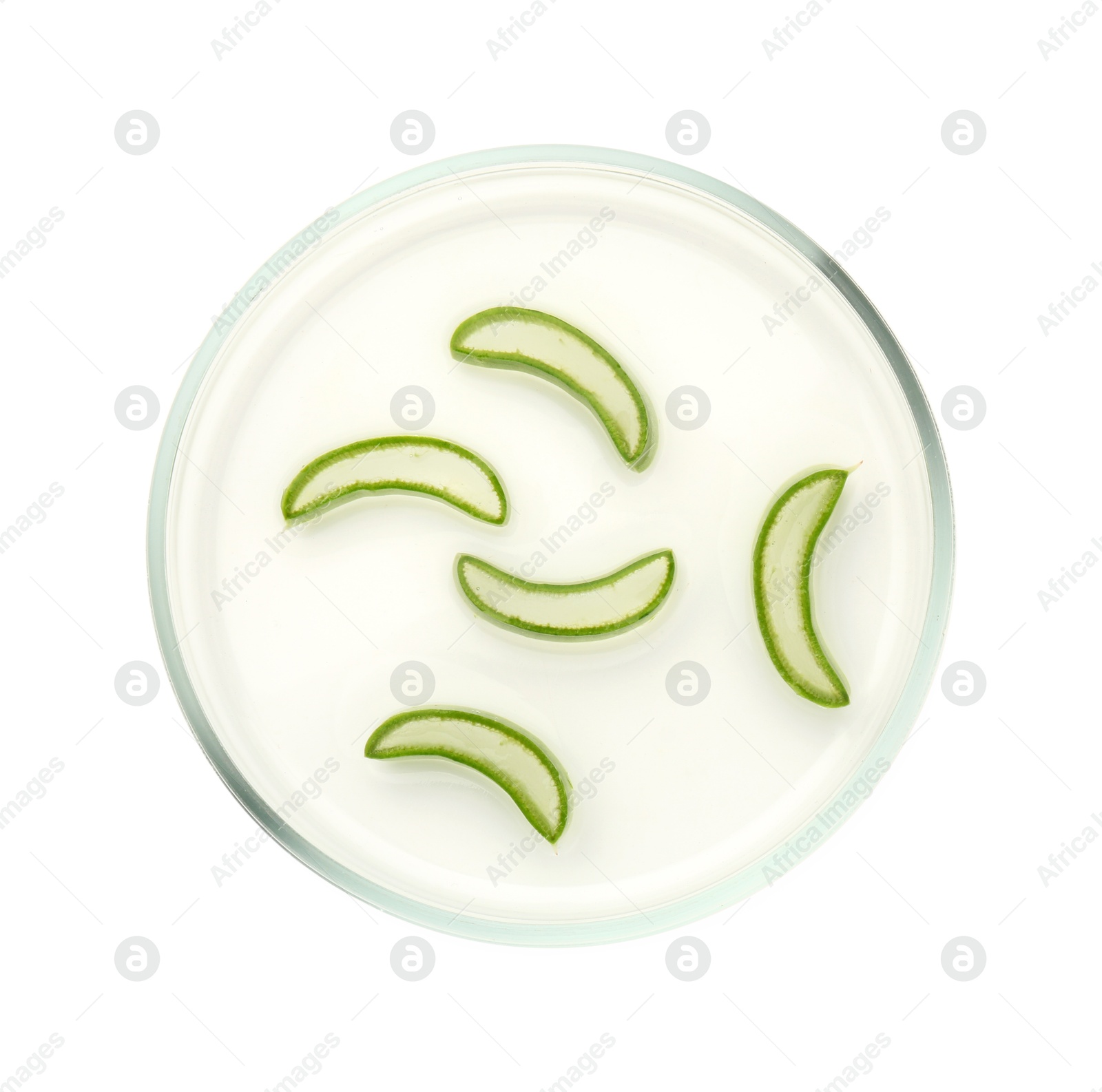 Photo of Petri dish with fresh aloe vera leaves isolated on white, top view