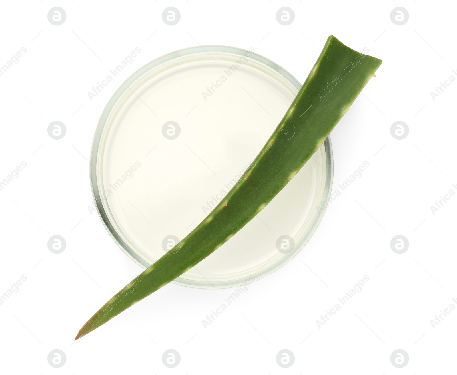 Photo of Petri dish with fresh aloe vera leaf isolated on white, top view