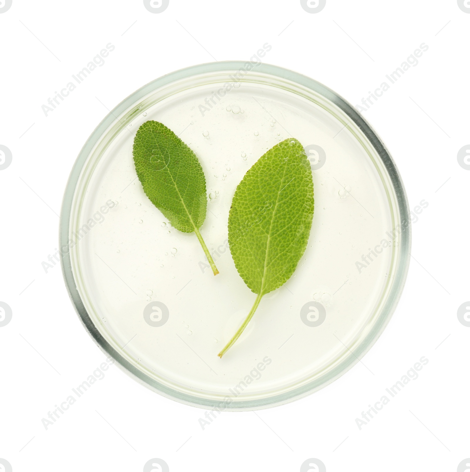 Photo of Petri dish with fresh leaves isolated on white, top view