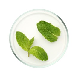 Photo of Petri dish with fresh leaves isolated on white, top view