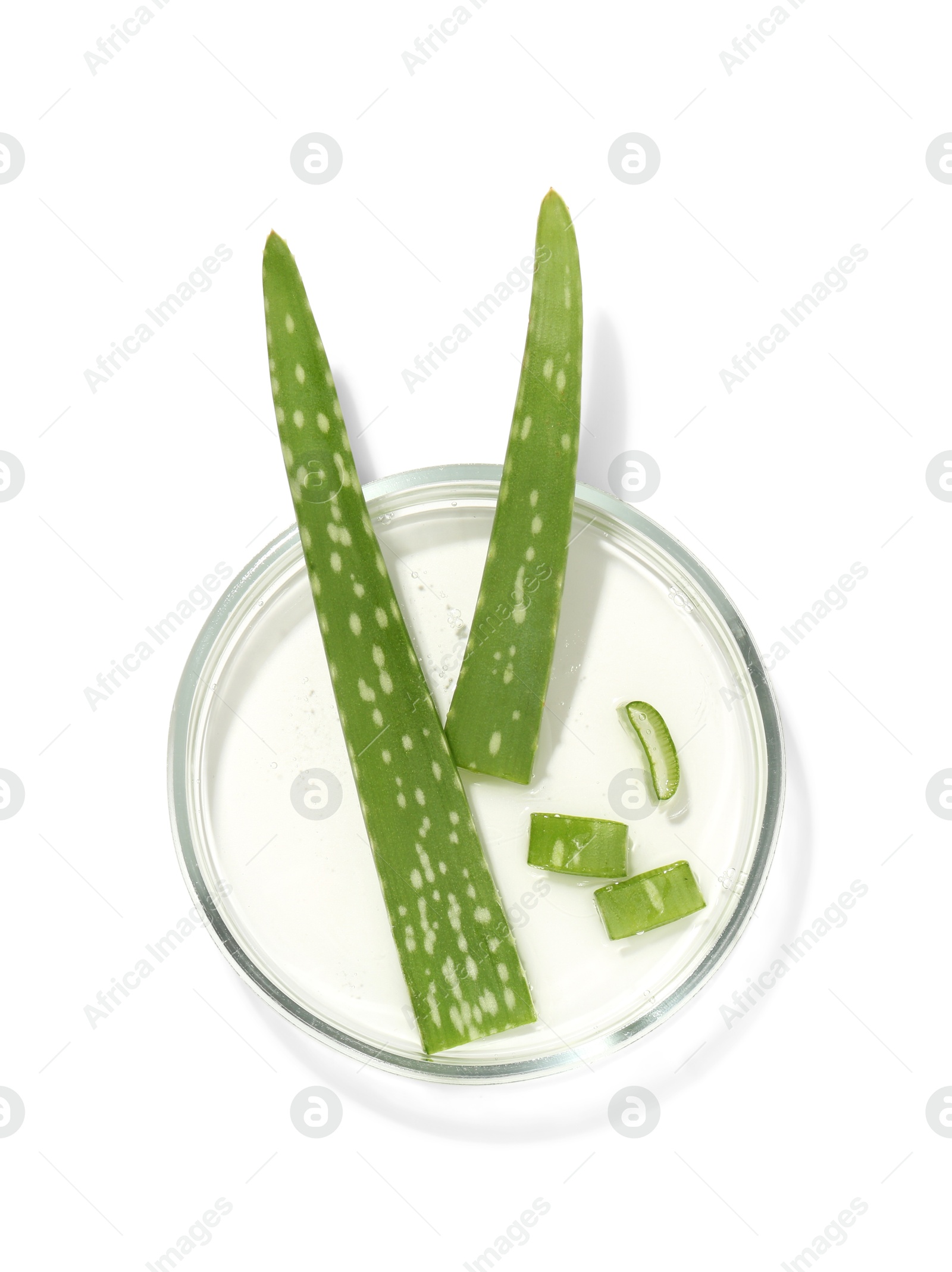 Photo of Petri dish with fresh aloe vera leaves isolated on white, top view