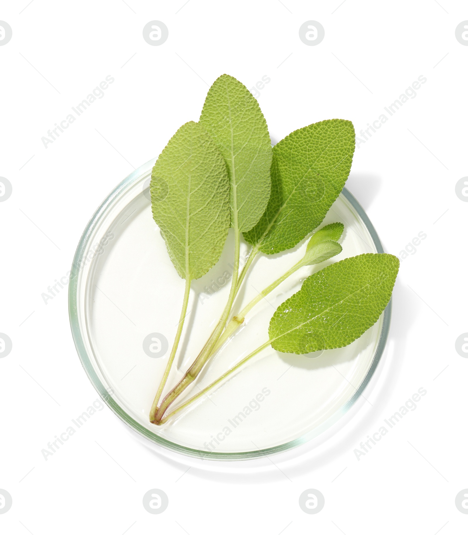 Photo of Petri dish with fresh leaves isolated on white, top view