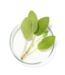 Photo of Petri dish with fresh leaves isolated on white, top view