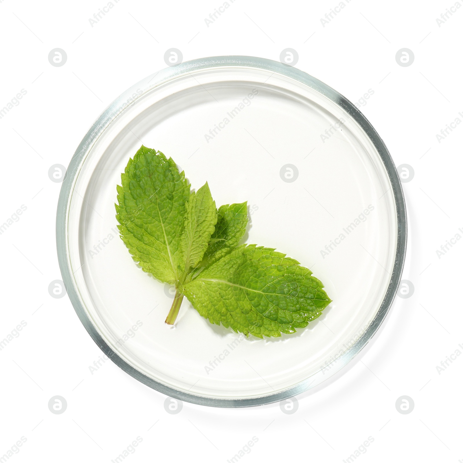 Photo of Petri dish with fresh leaves isolated on white, top view