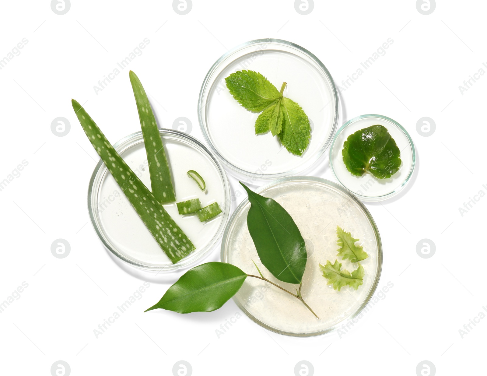 Photo of Petri dishes with different fresh leaves isolated on white, top view