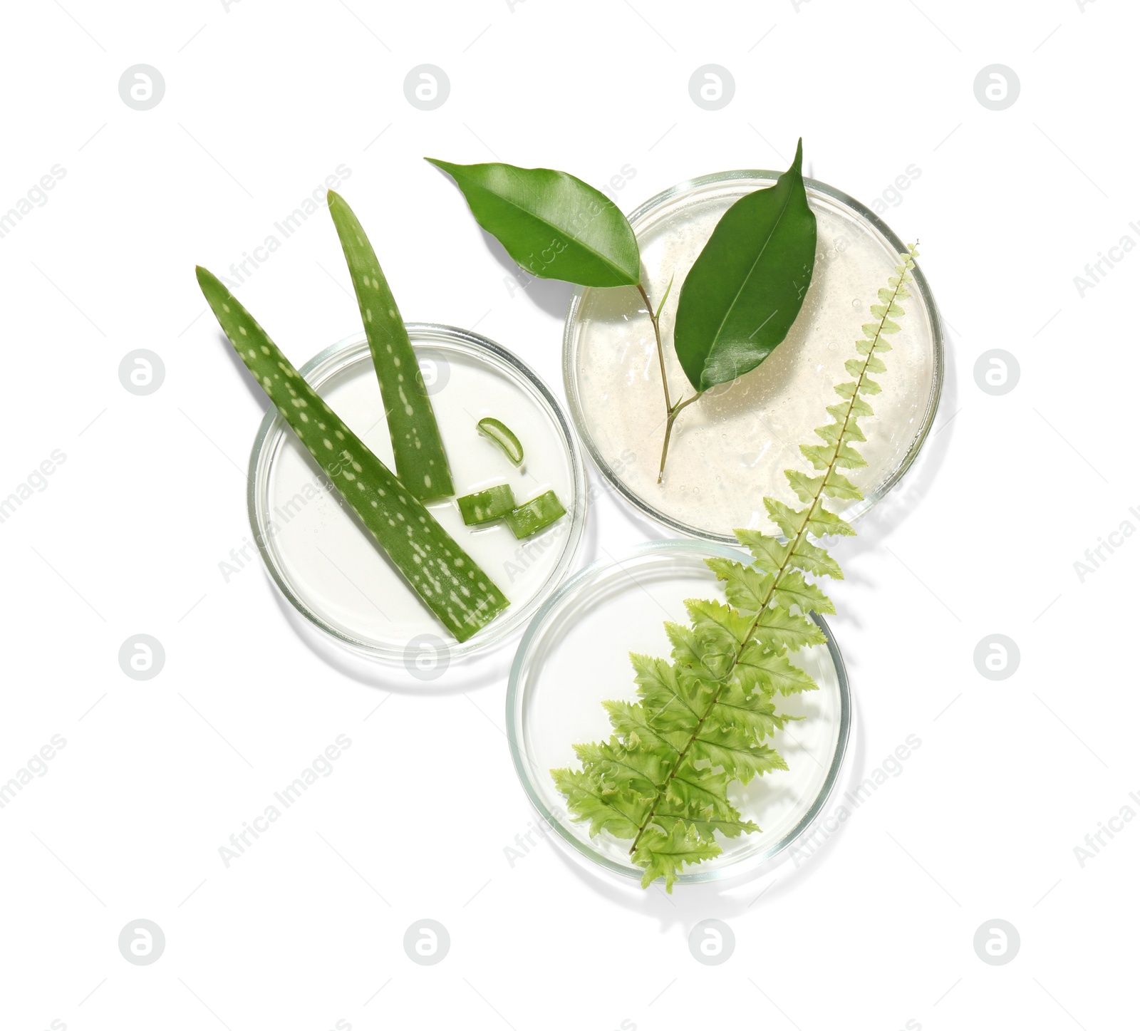 Photo of Petri dishes with different fresh leaves isolated on white, top view