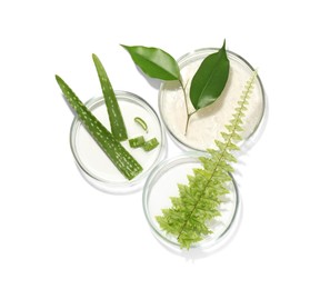 Photo of Petri dishes with different fresh leaves isolated on white, top view