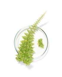 Photo of Petri dish with fresh fern leaf isolated on white, top view