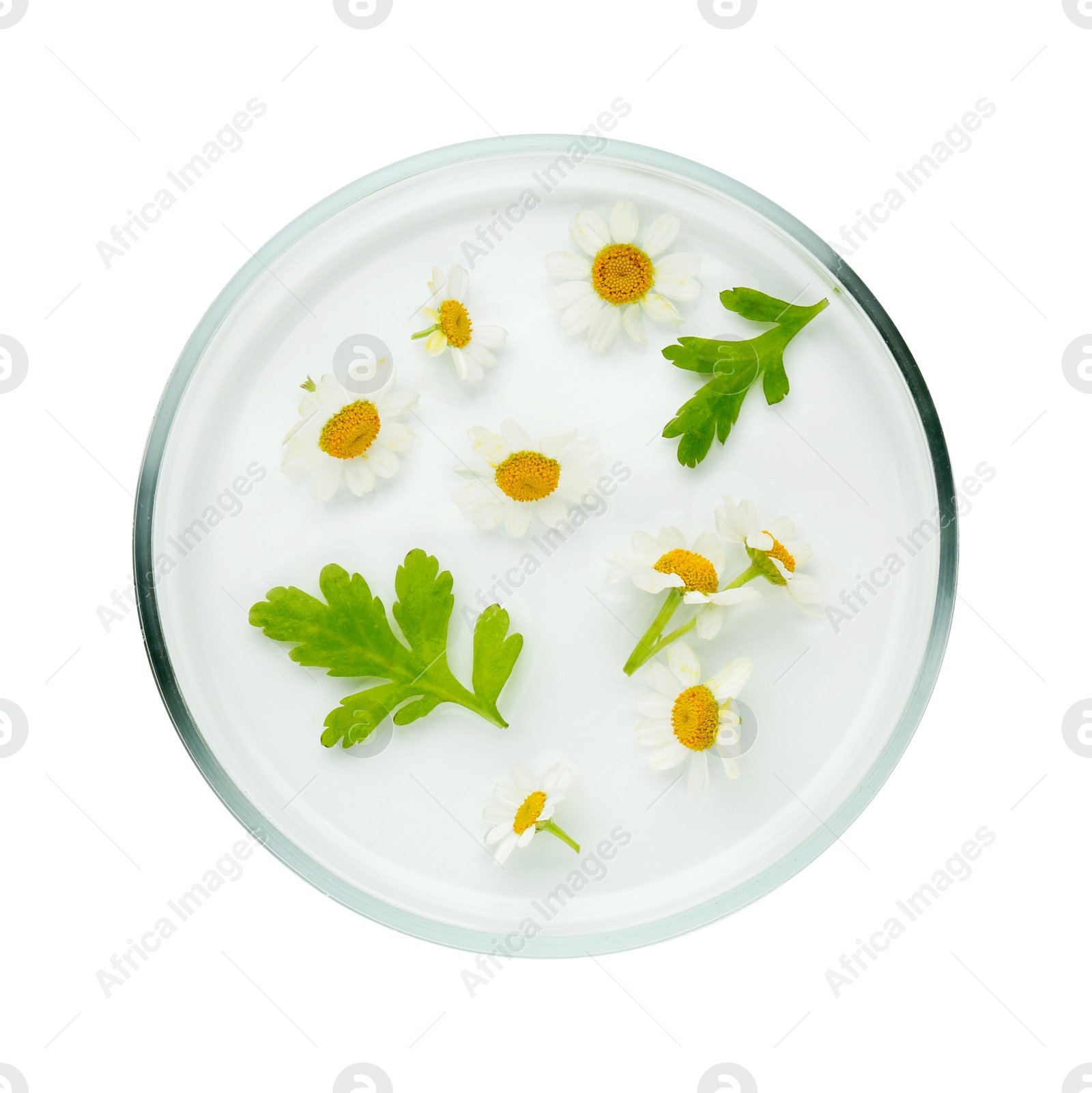 Photo of Petri dish with chamomile flowers and green leaves isolated on white, top view